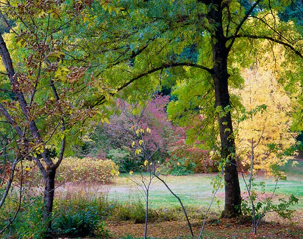 Arboretum 13, Washington Park Arboretum - Seattle, Washington (104266 bytes)