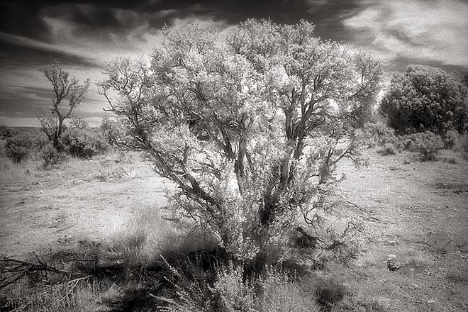 Creosote Bush - Highway 89 Alt, Northern Arizona (95745 bytes) www.jeffkrewson.com