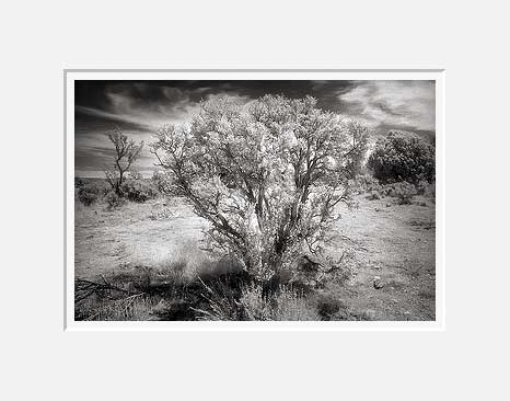 Creosote Bush - Highway 89 Alt, Northern Arizona (24863 bytes) www.jeffkrewson