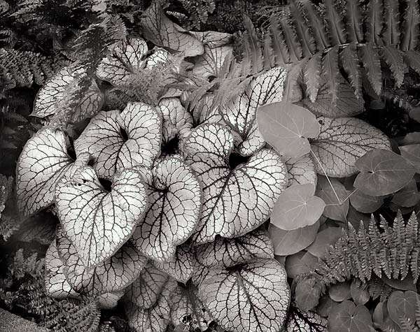 Leaf Study, Washington Park Arboretum - Seattle, Washington (89944 bytes) www.jeffkrewson.com