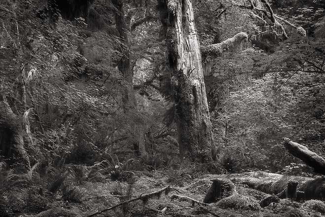 Long Standing, Hoh Rain Forest - Olymic National Park, Washington (86033 bytes) www.jeffkrewson.com