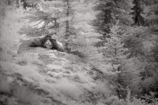 Two Marmots - Okanogan National Forest, Northeast Washington (59223 bytes) www.jeffkrewson.com
