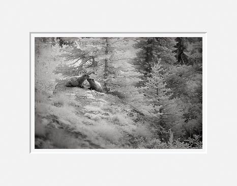 Two Marmots - Okanogan National Forest, Washington (23687 bytes) www.jeffkrewson.com