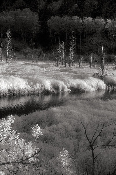 Marsh and Dead Trees, Siletz Bay - Highway 101, Oregon (62829 bytes) www.jeffkrewson.com