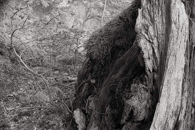 Moss and Stump, Mountain Loop Highway - North Cascade Mountains, Washington (66931 bytes) www.jeffkrewson.com