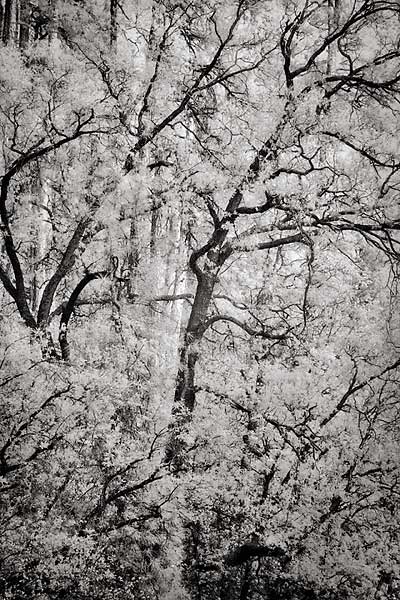 Oak Trees - Highway 89, Arizona (96892 bytes) www.jeffkrewson.com