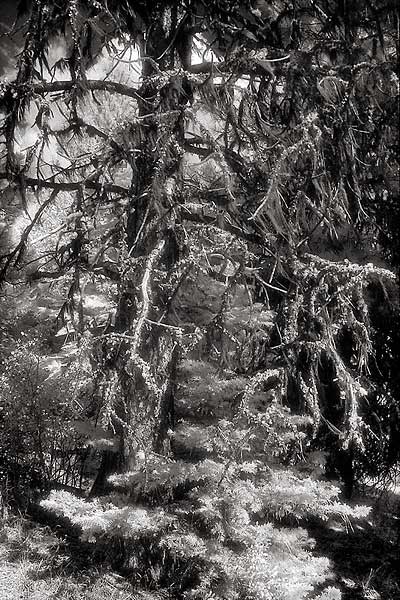 Out There - Malheur National Forest, Central Oregon (87458 bytes) www.jeffkrewson.com