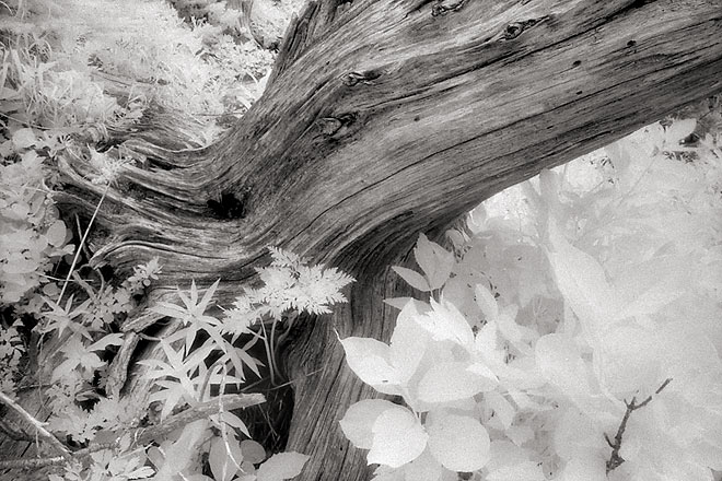 Silver Snag - Okanogan National Forest, Northeast Washington (133185 bytes) www.jeffkrewson.com