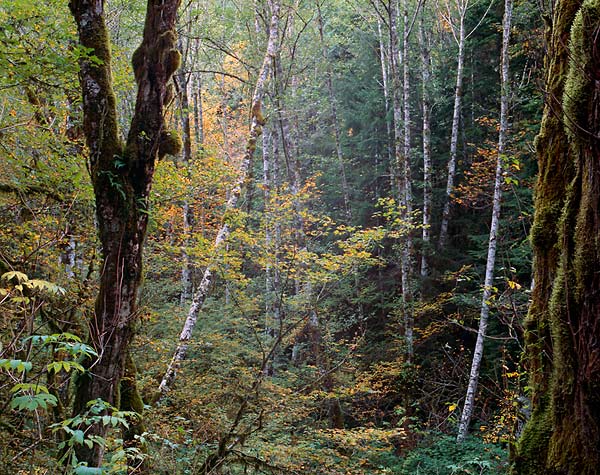 Spur Road, Middle Fork Road - Taylor River, Western Washington (99638 bytes)