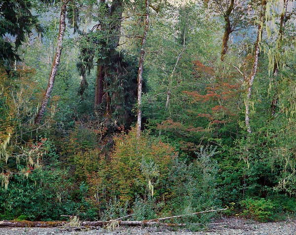  River Bank, South Fork Stillaguamish - North Cascade Mountains, Washington (96722 bytes)