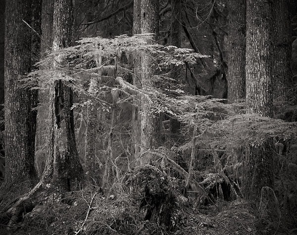 The Newcomer, Mountain Loop Highway - North Cascade Mountains, Washington (93302 bytes) www.jeffkrewson.com