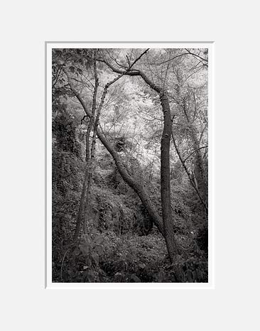 Tree Arch, North Cascade Highway - Newhalem, Washington (29113 bytes) www.jeffkrewson.com