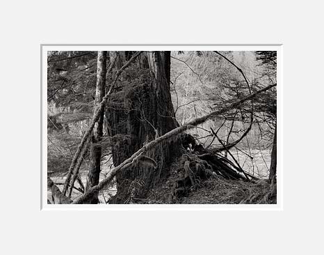 Tree Trunk and Branches, Middle Fork Taylor River - Alpine Lakes Wilderness, Washington (27760 bytes) www.jeffkrewson.com