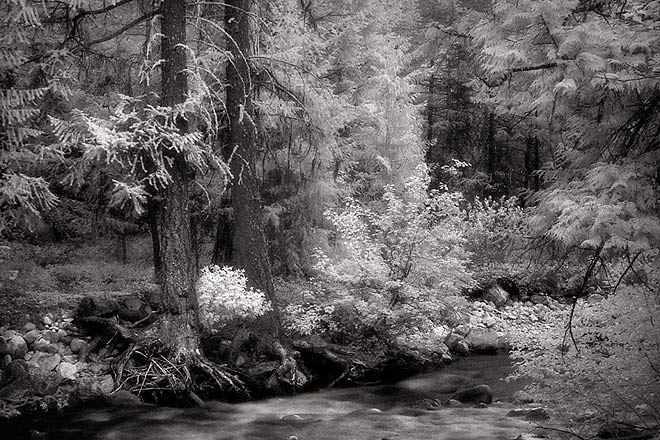 Two Trees and Stream - Central Oregon (96495 bytes) www.jeffkrewson.com