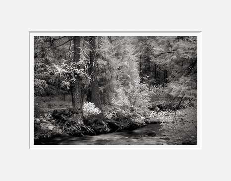 Two Trees and Stream - Central Oregon (23670 bytes) www.jeffkrewson.com