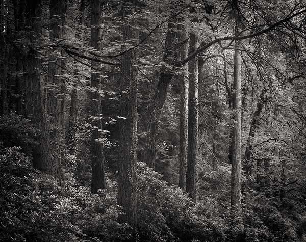 Washington Park Detail - Portland, Oregon (76629 bytes) www.jeffkrewson.com