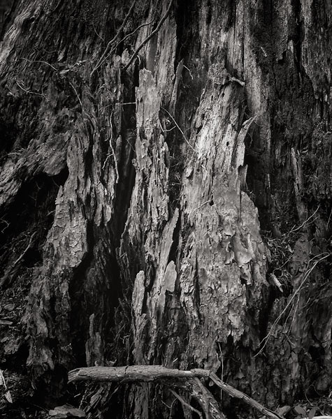 Wood Study 3, Mountain Loop Highway - North Cascade Mountains, Washington (81981 bytes) www.jeffkrewson.com