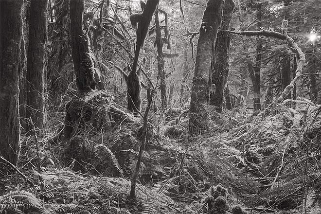 Winter Woods, Middle Fork Road - Taylor River, Western Washington (89889 bytes) www.jeffkrewson.com