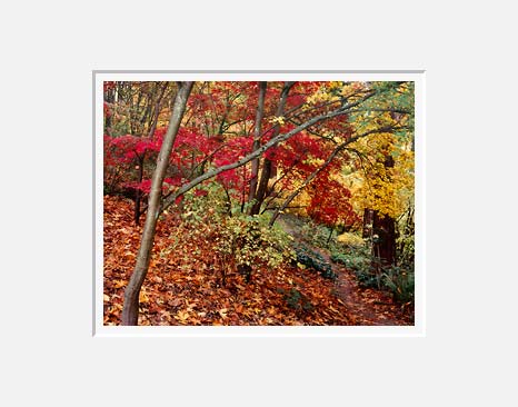 Acer Palmatum, Washington Park Arboretum - Seattle, Washington (30652 bytes)