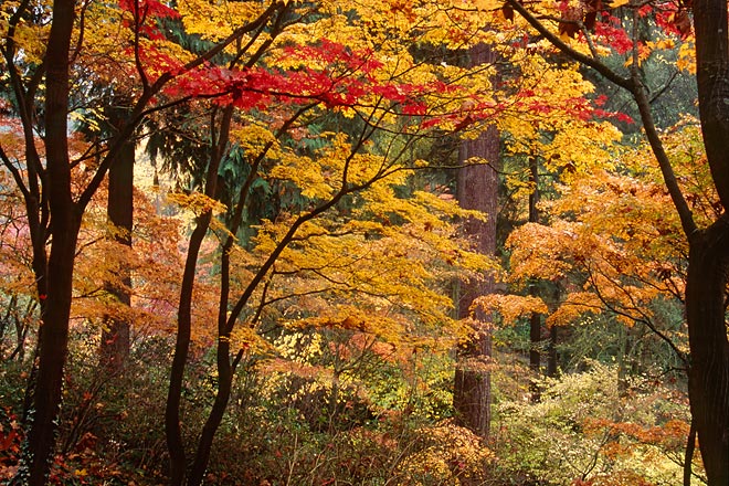 Amber, Washington Park Arboretum - Seattle, Washington (136781 bytes) www.jeffkrewson.com