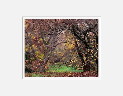 An Autumn, Washington Park Arboretum - Seattle, Washington (35526 bytes) 