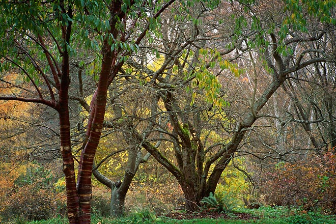 Arboretum 21, Washington Park Arboretum - Seattle, Washington (136248 bytes) www.jeffkrewson.com