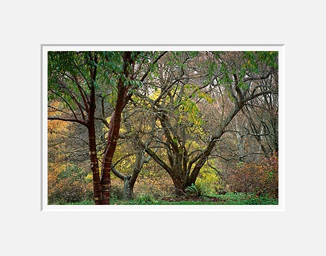 Arboretum 21, Washington Park Arboretum - Seattle, Washington (41940 bytes)