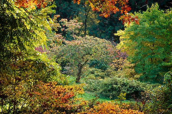 Arboretum 48, Washington Park Arboretum - Seattle, Washington (149456 bytes) www.jeffkrewson.com