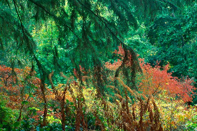 Arboretum 50, Washington Park Arboretum - Seattle, Washington (92256 bytes)