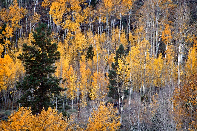 Autumn Hillside - Highway 12, Southern Utah (146058 bytes) www.jeffkrewson.com