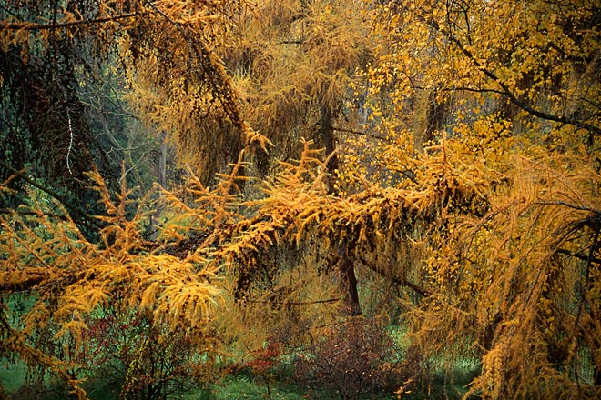 Autumn Larch, Washington Park Arboretum - Seattle, Washington (135718 bytes) www.jeffkrewson.com