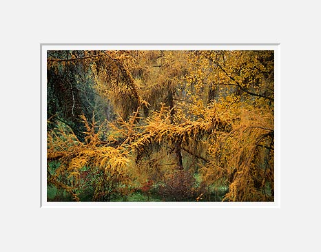 Autumn Larch, Washington Park Arboretum - Seattle, Washington (42683 bytes)
