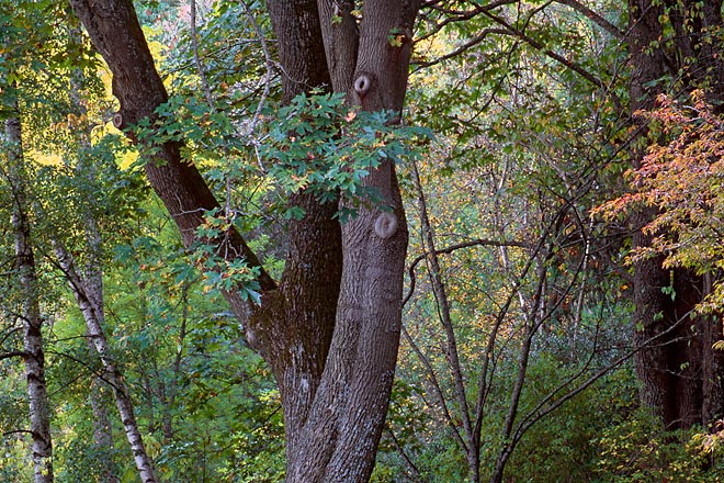 ingtAzalea Way, Washington Park Arboretum - Seattle, Washon (141760 bytes) www.jeffkrewson.com