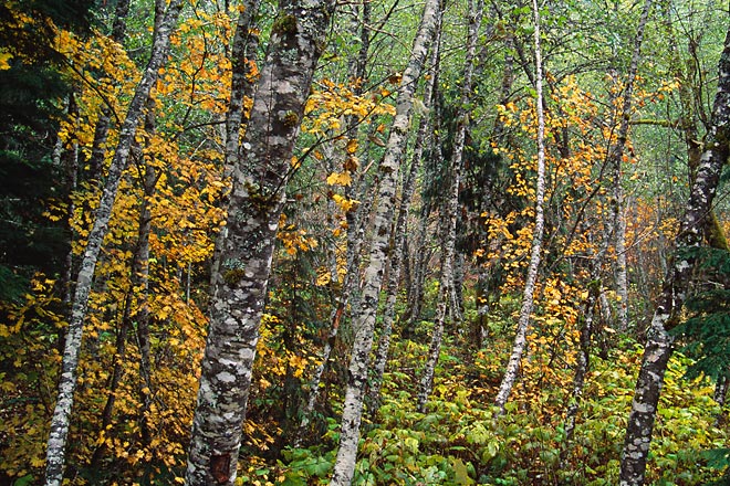 Backroad, Index to Skykomish - North Cascade Mountains, Washington (156546 bytes) www.jeffkrewson.com