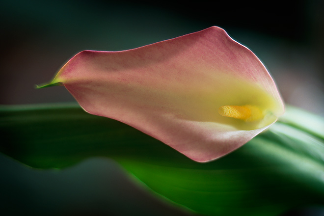 Calla Lily (64991 bytes) www.jeffkrewson.com