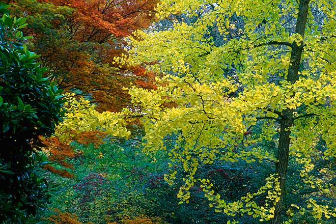 Copper, Washington Park Arboretum - Seattle, Washington (101871 bytes) www.jeffkrewson.com