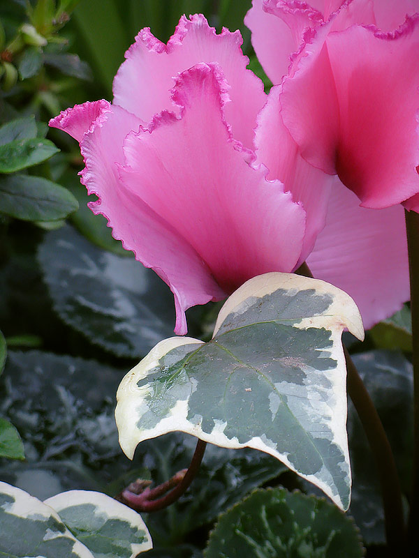 Cyclamens (59880 bytes)