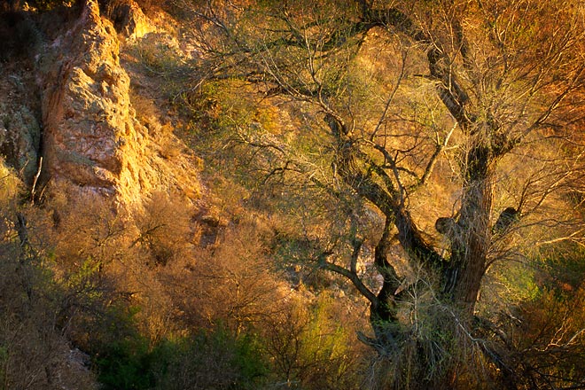 Dead Cottonwood, Gila River - Highway 180, New Mexico (115882 bytes) www.jeffkrewson.com