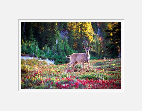 Young Deer, Valley of Heaven - Olympic National Park, Washington (35937 bytes)