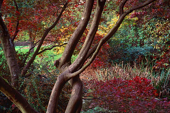 Fall Afternoon, Washington Park Arboretum - Seattle, Washington (143889 bytes) www.jeffkrewson.com
