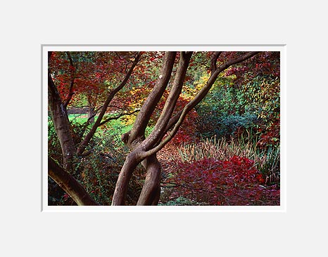 Fall Afternoon, Washington Park Arboretum - Seattle, Washington (43181 bytes)