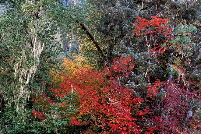 Autumn River Bank 2, South Fork Stillaguamish - North Cascade Mountains, Washington (144780 bytes) www.jeffkrewson.com