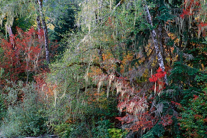 Autumn River Bank, South Fork Stillaguamish - North Cascade Mountains, Washington (147942 bytes) www.jeffkrewson.com