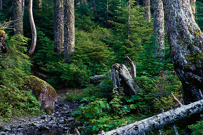 Fallen Tree and Stump, Boulder River Wilderness - Mt. Baker / Snoqualmie National Forest, Washington (142402 bytes) www.jeffkrewson.com