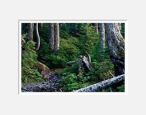 Fallen Tree and Stump, Boulder River Wilderness - Mt. Baker/Snoqualmie National Forest, Washington (43184 bytes)