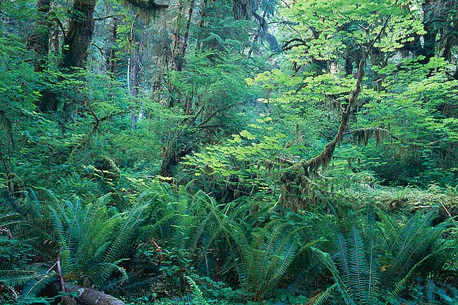 Ferns and Leaves, Hoh Rain Forest - Olympic National Park, Washington (99438 bytes) www.jeffkrewson.com