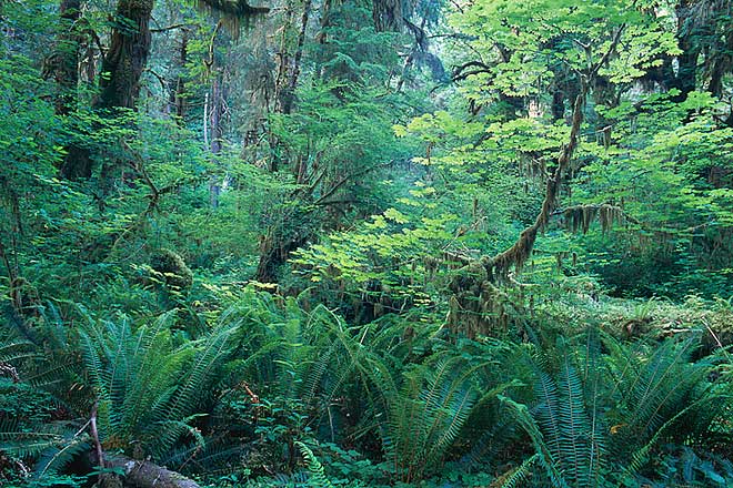 Ferns and Leaves, Hoh Rain Forest - Olympic National Park, Washington (99438 bytes) www.jeffkrewson.com