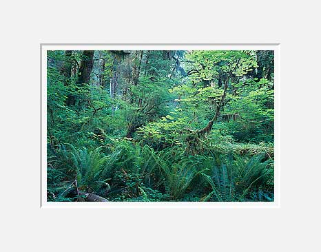 Ferns and Leaves, Hoh River Valley - Olympic National Park, Washington (31100 bytes)