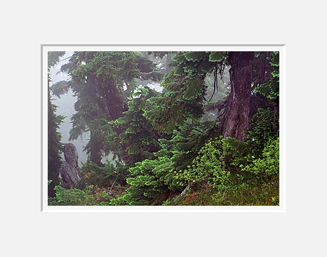 Fir Trees In Fog, Minotaur Lake - North Cascade Mountains, Washington (34927 bytes)