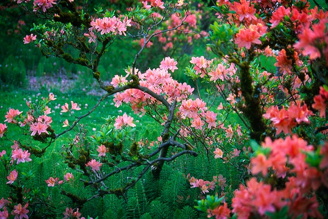 Flower Burst, Washington Park Arboretum - Seattle, Washington (107516 bytes) www.jeffkrewson.com